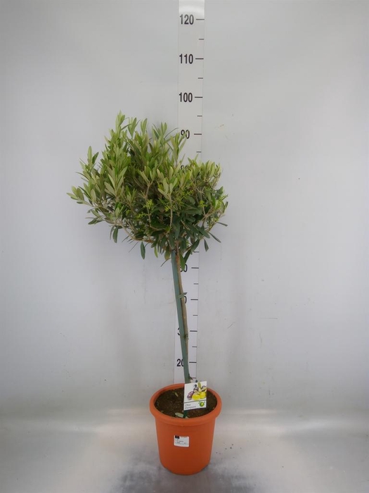 <h4>Olea europaea</h4>