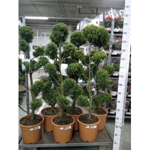 xCupressocyparis ley.   ...