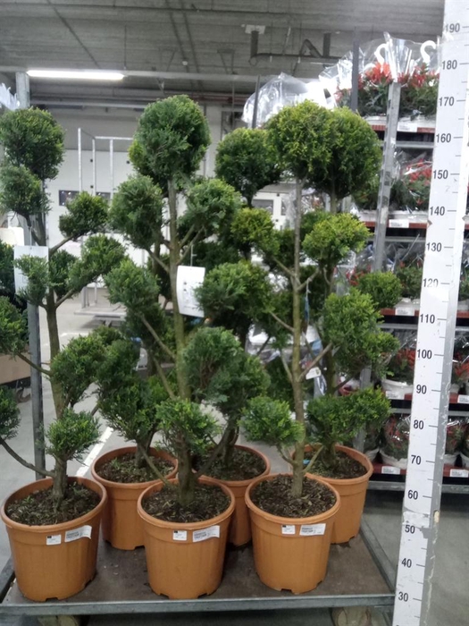 <h4>xCupressocyparis ley.   ...</h4>