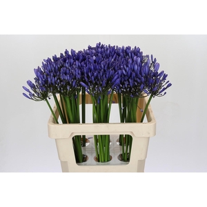 Agapanthus Uri