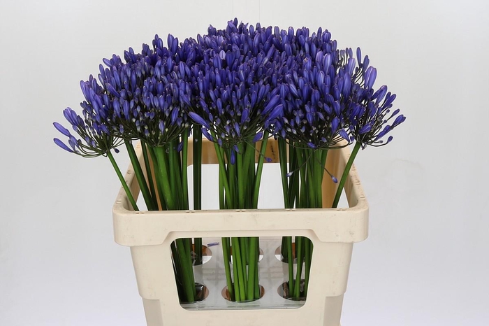<h4>Agapanthus Uri</h4>