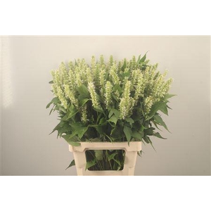 Agastache White