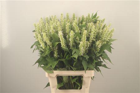 <h4>Agastache White</h4>
