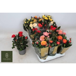 !! PROMO !! ROSA GRANDE KORDANA MIX