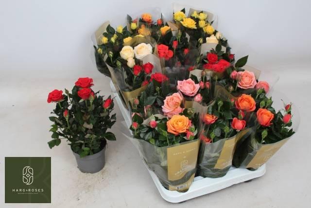 <h4>!! PROMO !! ROSA GRANDE KORDANA MIX</h4>