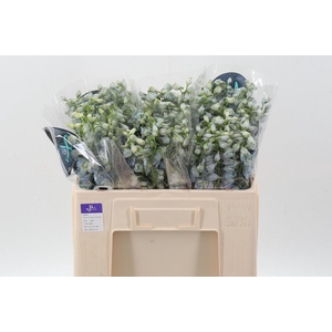 Delph Du Guard Laven