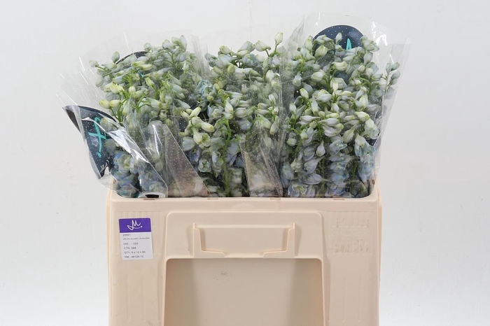 <h4>Delph Du Guard Laven</h4>