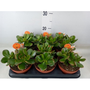 Crassula ovata 'Sunset'