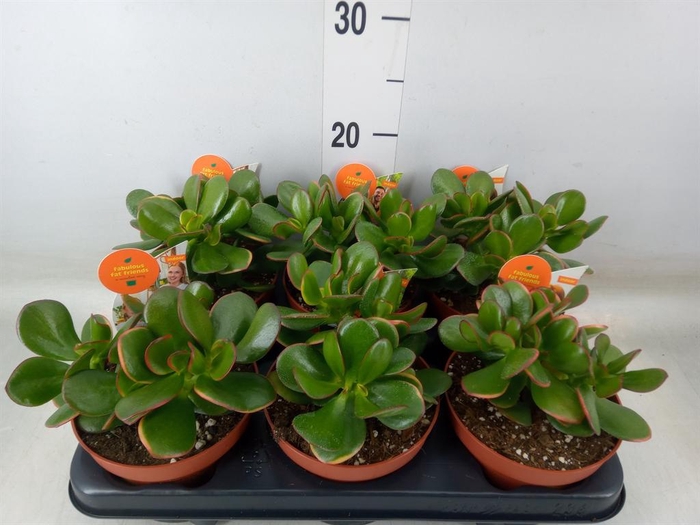 <h4>Crassula ovata 'Sunset'</h4>