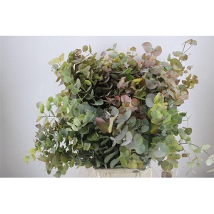 Euca Stuartiana Autumn P Bunch