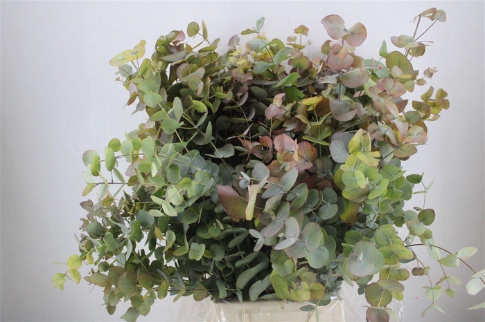 <h4>Euca Stuartiana Autumn P Bunch</h4>