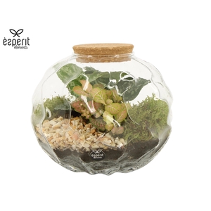 90675: Terrarium arrangement
