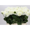 Dahlia Boom Boom White