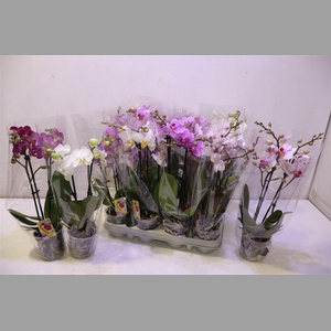 Phal Gem