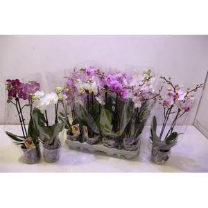 Phal Gem