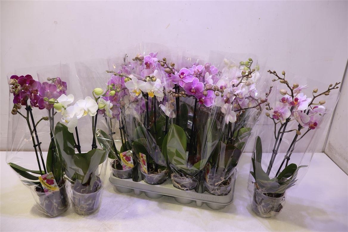 <h4>Phal Gem</h4>