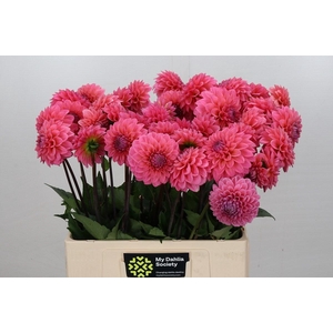 Dahlia Doris Duke
