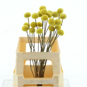 Dried Craspedia 40 St P Bunch