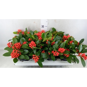 Skimmia jap. 'OBerries Red'