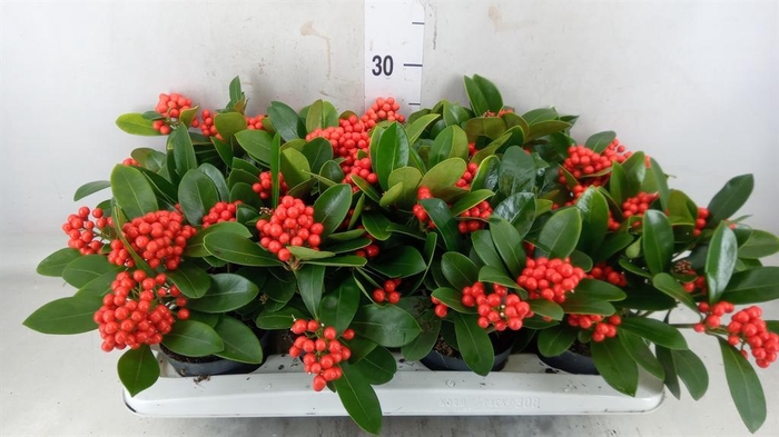 <h4>Skimmia jap. 'OBerries Red'</h4>