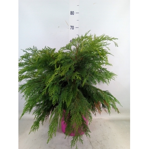 Chamaecyparis laws. 'Globosa'