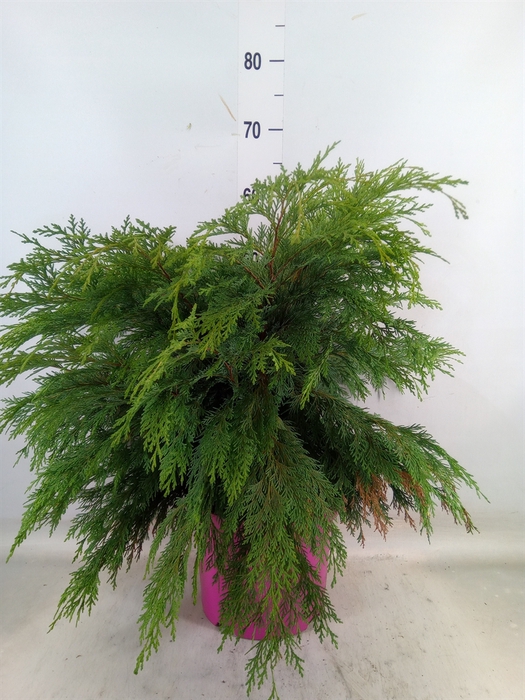 <h4>Chamaecyparis laws. 'Globosa'</h4>