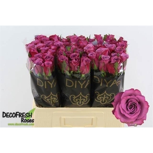 ROSA GR 'VIOLET HILL'