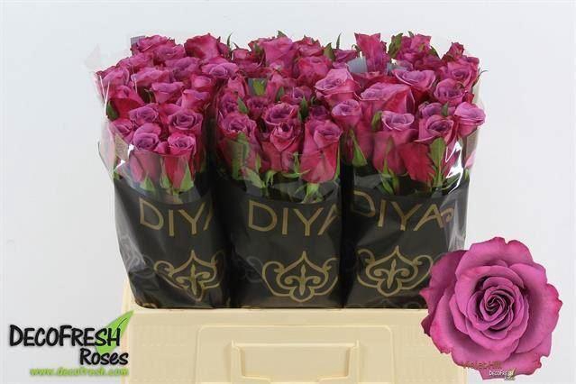 <h4>ROSA GR 'VIOLET HILL'</h4>