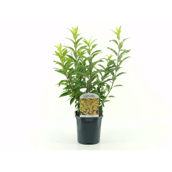 <h4>Forsythia int. Minigold</h4>
