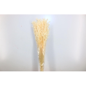 Pres Avena Sativa Semi Bleached Bunch