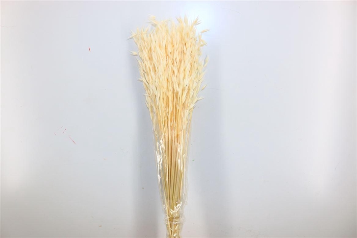 <h4>Pres Avena Sativa Semi Bleached Bunch</h4>