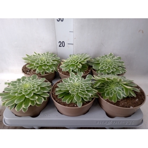 Aeonium tabuliforme
