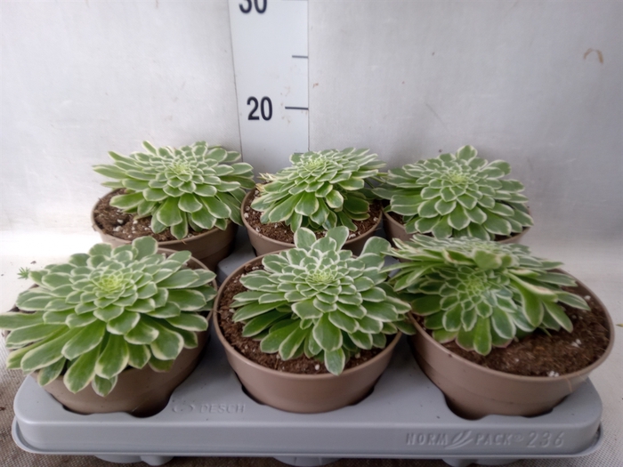 <h4>Aeonium tabuliforme</h4>