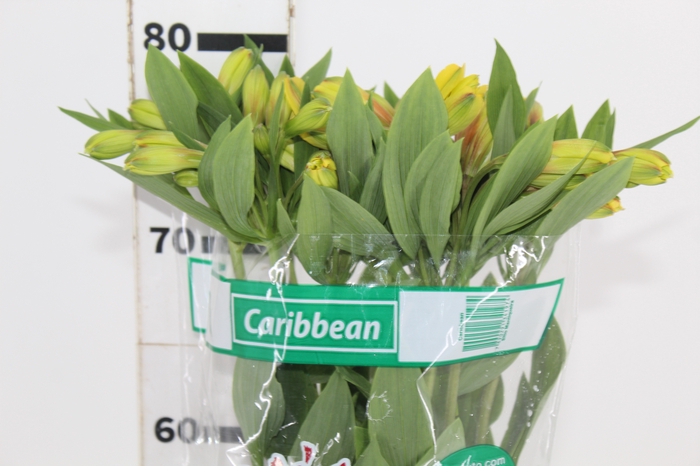 <h4>ALSTROEMERIA CARIBBEAN 080 CM</h4>