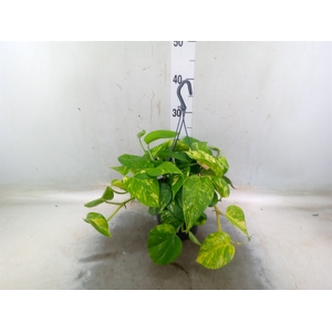 Epipremnum pinn.   HG