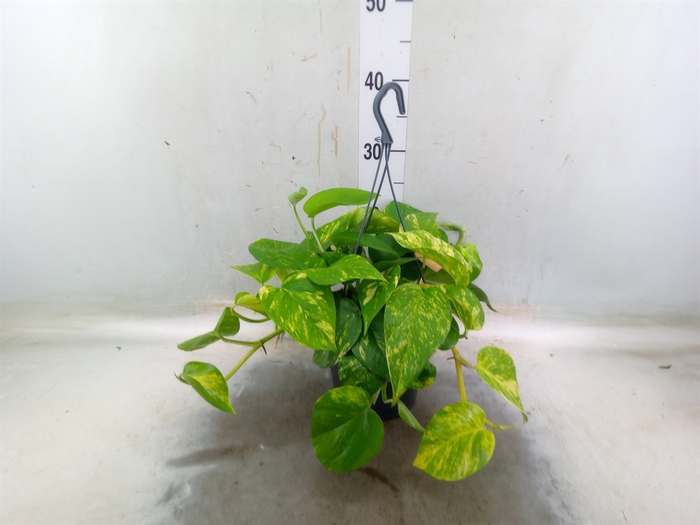 <h4>Epipremnum pinn.   HG</h4>