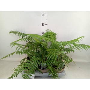 Dicksonia antarctica