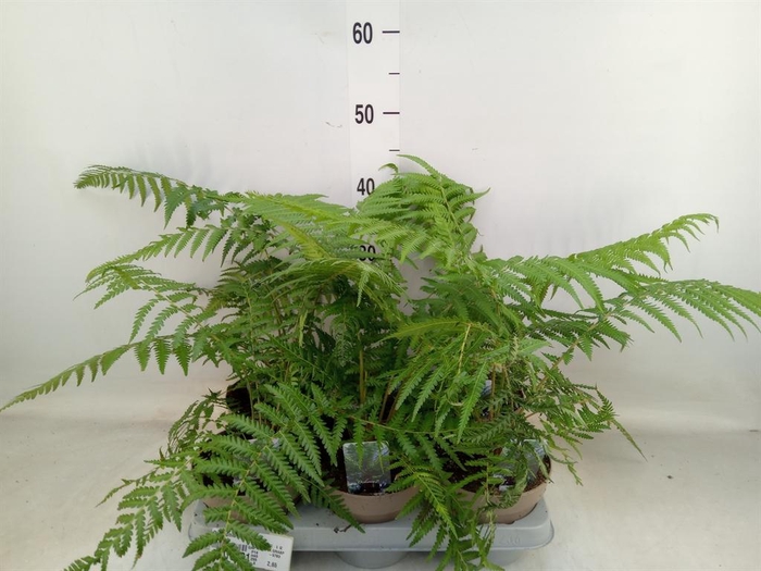 <h4>Dicksonia antarctica</h4>