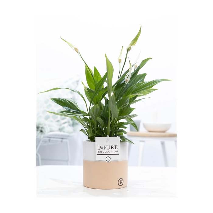 <h4>Spathiphyllum in P&PURE Rosy ceramics</h4>