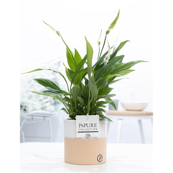 <h4>Spathiphyllum in P&PURE Rosy ceramics</h4>
