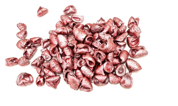 Lansunia petal 500gr in poly Metallic Antique Red