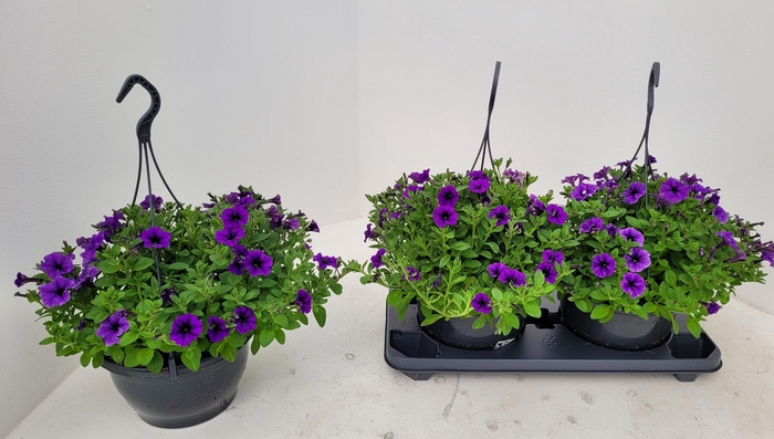 <h4>PET TT VIOLET ICE</h4>