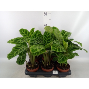 Calathea zebrina