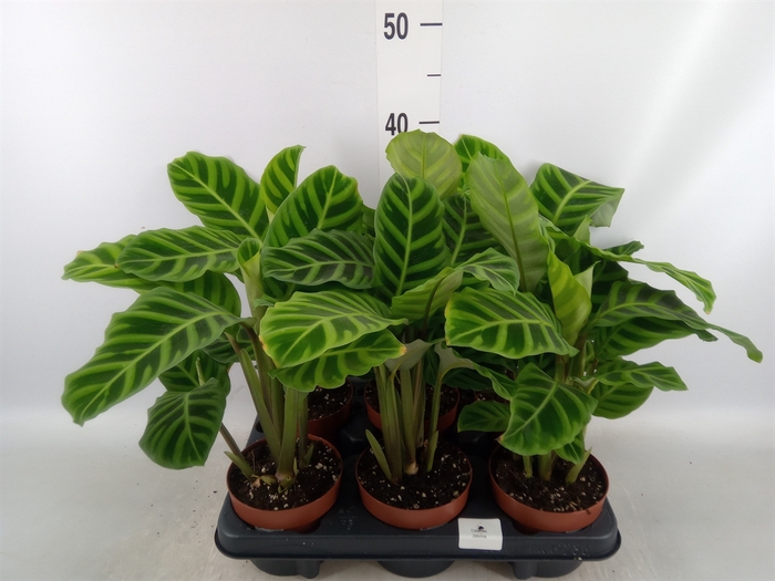 <h4>Calathea zebrina</h4>