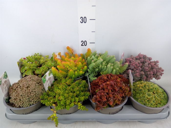 <h4>Sedum   ...</h4>