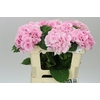 Hyd Lolly Pop Pink Pale