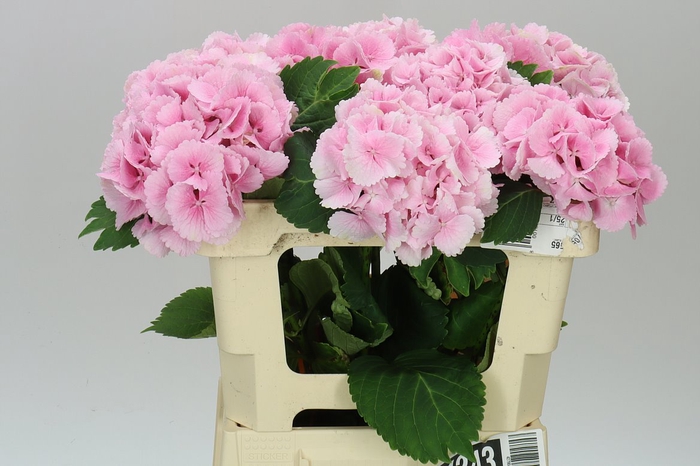 <h4>Hyd Lolly Pop Pink Pale</h4>