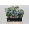 Oxypetalum Tweedia Blue