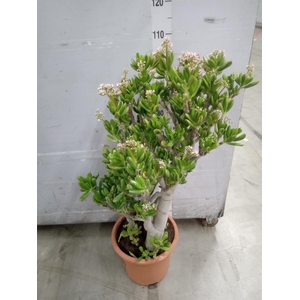 Crassula ovata 'Gollum'