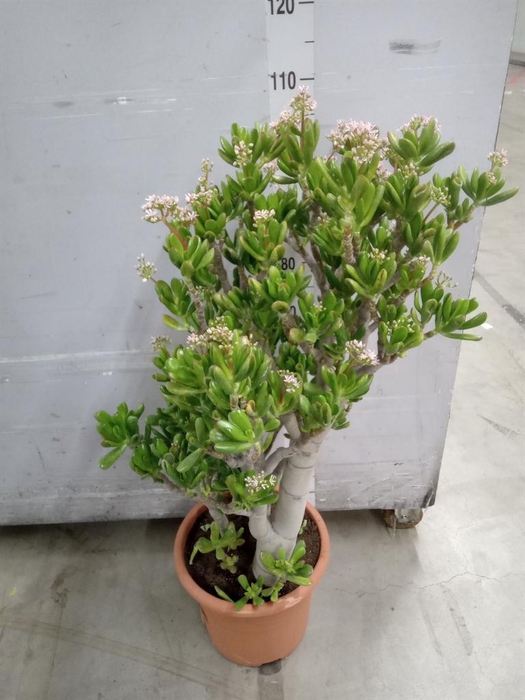 <h4>Crassula ovata 'Gollum'</h4>